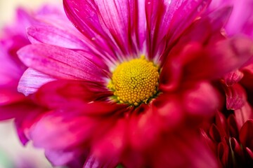 Macro picture of a purple chrysanthemum disk (seeds) and rays (petals) featuring the individual parts of the flower