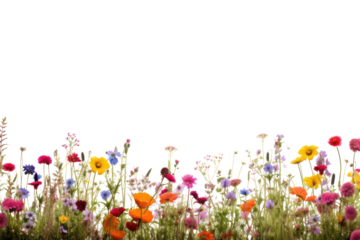 PNG Flower field backgrounds grassland landscape