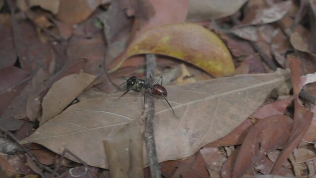 a tracking shot of giant forest ants foraging in the rainforest of gunung leuser national park on sumatra, indonesia