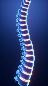 Human spine model, specification for human vertebrae model, 3d rendering.