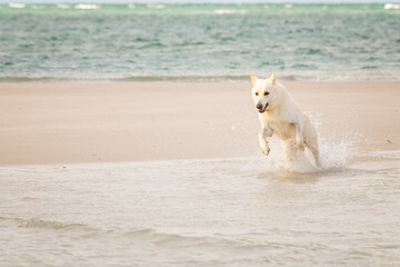 Swiss Shepherd dog running leaping through ocean water, Woodgate Beach, Queensland, Australia