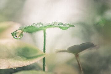 Water droplets on green leaf plant, macro closeup