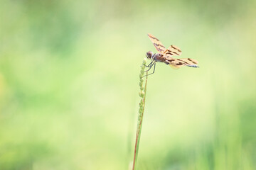 Halloween pennant dragonfly isolated single, on green stalk, macro closeup, with bokeh background,...