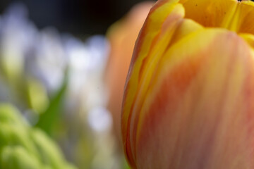 close up of a tulip