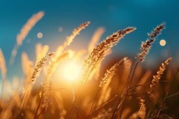 Golden hour light on a wheat field - Warm golden hour sunlight streaming through wheat field, giving off a peaceful and tranquil rural vibe