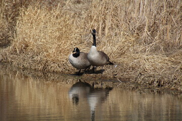 Geese In The Wetlands, Pylypow Wetlands, Edmonton, Alberta