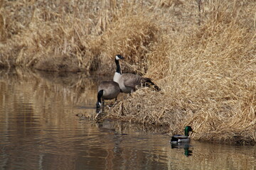 Geese By The Waters Edge, Pylypow Wetlands, Edmonton, Alberta