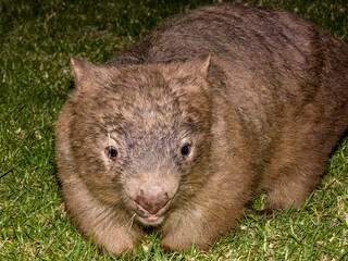 Bare-nosed Wombat in New South Wales, Australia