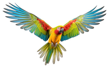 Fototapeta premium PNG Parrot fly animal bird white background