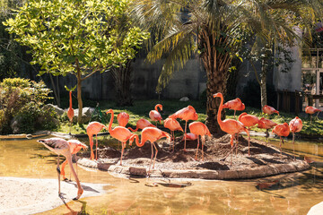 Animals in the zoo. Wild African animals in a summer forest on a sunny day. Outdoor activities with children. Riverbanks Zoo and Garden, Columbia, South Carolina, USA. American flamingos in the zoo
