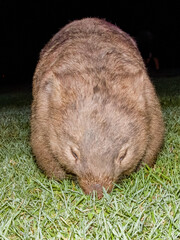 Bare-nosed Wombat in New South Wales, Australia