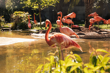 Animals in the zoo. Wild African animals in a summer forest on a sunny day. Outdoor activities with children. Riverbanks Zoo and Garden, Columbia, South Carolina, USA. American flamingos in the zoo
