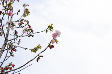 Branches of sakura flowers, cherry blossom