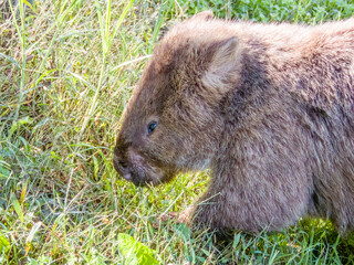 Bare-nosed Wombat in New South Wales, Australia