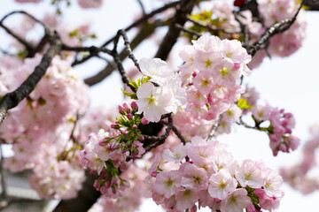 Branches of sakura flowers, cherry blossom