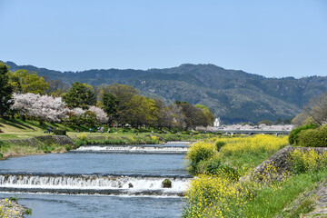 京都 北山 枝垂れ桜と菜の花が満開のなからぎの道と賀茂川
