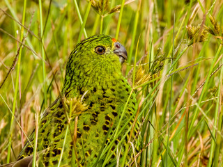 Eastern Ground Parrot in New South Wales, Australia