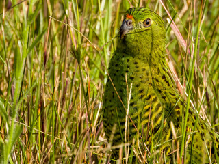 Eastern Ground Parrot in New South Wales, Australia