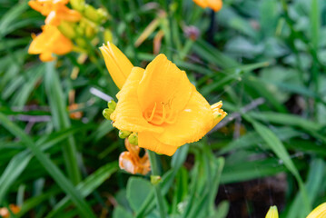 Close up orange colored, blooming daylily flower in a garden surrounded by plants.