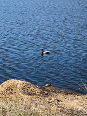 duck on the water