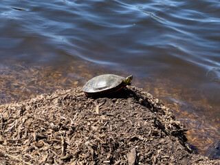 turtle on the edge of the pond