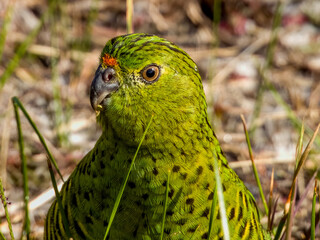 Eastern Ground Parrot in New South Wales, Australia