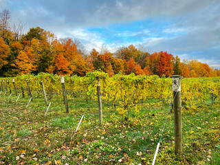 Autumn colors behind the vines in the vineyard