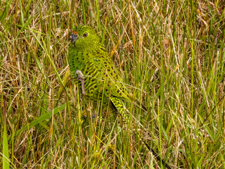 Eastern Ground Parrot in New South Wales, Australia