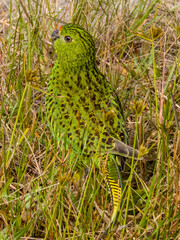 Eastern Ground Parrot in New South Wales, Australia