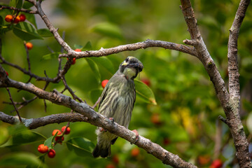 The Golden Trike or Megalaima haemacephala searches for food in the morning.
