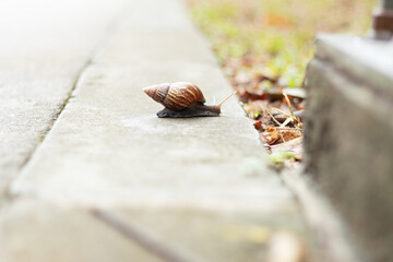 A snail walking on the asphalt towards the grass. Big shell snail on the road.