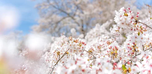 Rolgordijnen 桜 © naka