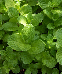 Peppermint plants growing in garden. Healthy herb.