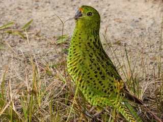 Eastern Ground Parrot in New South Wales, Australia