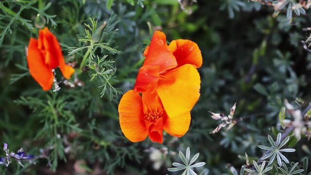 California Golden Poppy Flowers Moving In Slight Breeze With Green Plants
