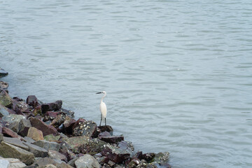 Country Garden Shili Silver Beach, Huidong County, Huizhou City, sea water, close-up of a heron perched on a rock