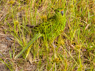 Eastern Ground Parrot in New South Wales, Australia