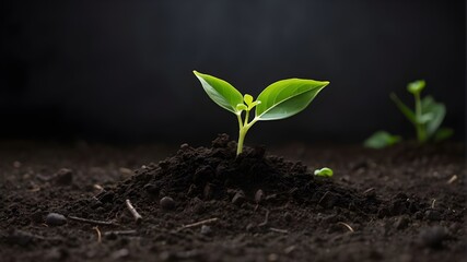 Young green plant emerging from dark soil; remove - obrazy, fototapety, plakaty