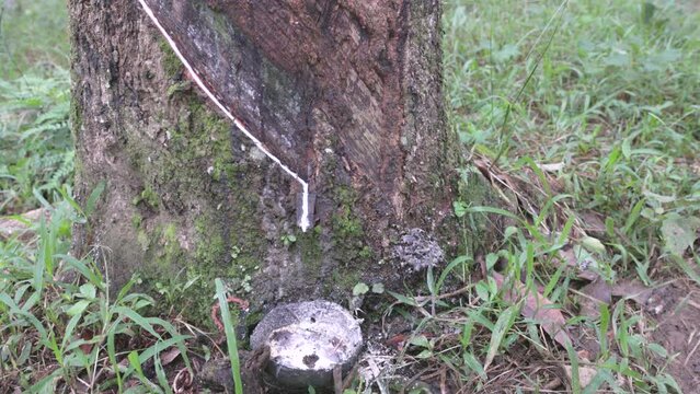 sap from a rubber tree drips into a coconut shell at a plantation at bukit lawang on sumatra, indonesia