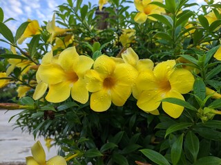 allamanda cathartica flower in the morning