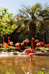 Animals in the zoo. Wild African animals in a summer forest on a sunny day. Outdoor activities with children. Riverbanks Zoo and Garden, Columbia, South Carolina, USA. American flamingos in the zoo