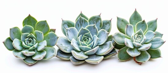 A row of three succulents, each displaying a different vibrant hue, placed side by side