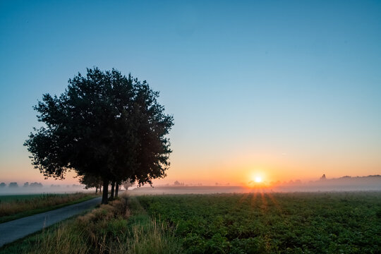 This serene image portrays a misty dawn over agricultural fields with the sunburst emerging on the horizon. A row of mature trees stands prominently on the left, with the nearest tree centrally
