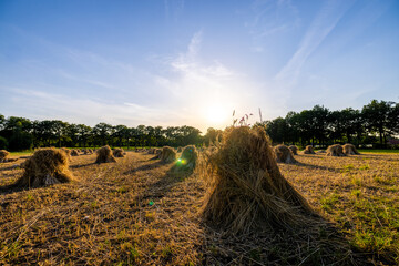 This picturesque image captures the essence of rural life as the setting sun casts a golden glow...
