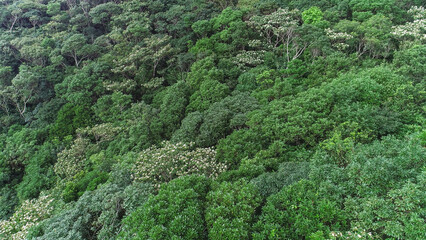 奄美、新緑の季節