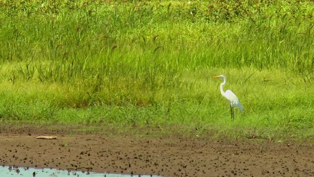 Great Egret Standing On Green Grass At Blackwater Refuge In Cambridge, Maryland, USA. wide shot