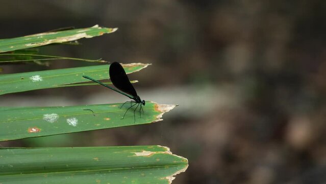 Ebony jewelwing damselfly chewing on prey on palmetto, then flying away, Florida 4k 60p