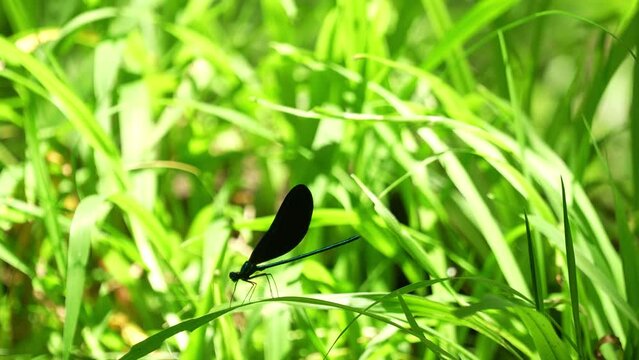 Ebony jewelwing damselfly resting, opening closing wings on grass, sunny day Florida 4k 60p