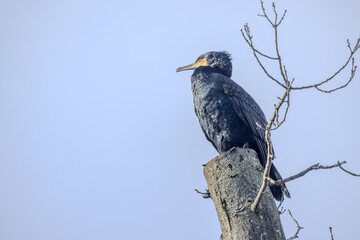 This image features a Great Cormorant, Phalacrocorax carbo, distinguished by its dark plumage and...