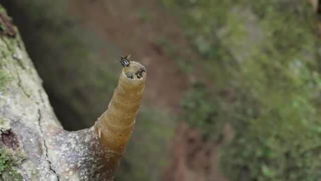 an entrance tube to a stingless bee nest in the rainforest of gunung leuser national park on sumatra, indonesia